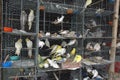 Caged Birds Royalty Free Stock Photo