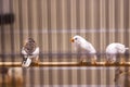 Caged birds in a pet store Royalty Free Stock Photo