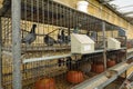 caged birds for sale. sale of pigeons to breed at home in pet store Royalty Free Stock Photo