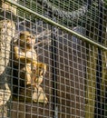 Caged brown macaque monkey behind metal fence cage sitting in a pole and looking outside Royalty Free Stock Photo