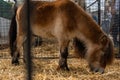 Caged brown pony grazing Royalty Free Stock Photo