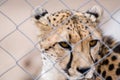 Caged cheetah