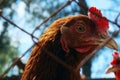 Caged chicken, cropped shot. Chicken farm, countryside, domestic pets concept. Royalty Free Stock Photo