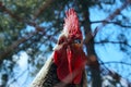 Caged chicken, cropped shot. Chicken farm, countryside, domestic pets concept. Royalty Free Stock Photo