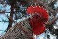 Caged chicken, cropped shot. Chicken farm, countryside, domestic pets concept. Royalty Free Stock Photo