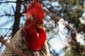 Caged chicken, cropped shot. Chicken farm, countryside, domestic pets concept. Royalty Free Stock Photo