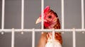 A Caged Chicken In The Poultry Competition At An Agricultural Show Royalty Free Stock Photo