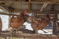 Caged Chickens behind a wire fence