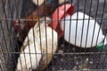 Caged chickens