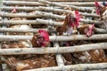 Caged chickens wait to be purchased at the Otavalo animal market in Ecuador in South America.