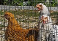 Caged chikens