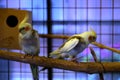 Caged cockatiel parrots