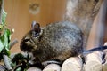 Caged Degu eating leafs - close-up Royalty Free Stock Photo