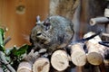 Caged Degu eating leafs Royalty Free Stock Photo