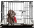 Caged dog with broken leg