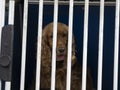 Caged dog looking at you Royalty Free Stock Photo