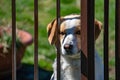 Caged dog portrait looking at you Royalty Free Stock Photo