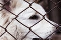 Caged dog, with sad face. dog in shelter eyes of an abandoned animal Royalty Free Stock Photo