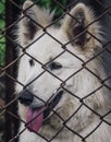 Caged dog, with sad face. dog in shelter eyes of an abandoned animal Royalty Free Stock Photo