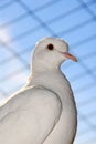 Caged Dove Royalty Free Stock Photo