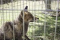 Caged fox