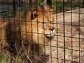 Caged Lion