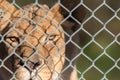 Caged lion staring through fence. Captive animal rights image