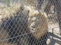 Caged Lions Royalty Free Stock Photo