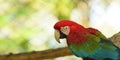 Caged macaw in Ecuadorian amazon. Common names: Guacamayo or Papagayo.