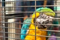 Caged macaw at Yuen Po Street bird market, Mong Kok, Hong Kong Royalty Free Stock Photo