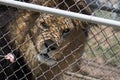 Caged Male Lion with a mane behind a fence waits for meat on a fork fed by a keeper & x28;Panthera leo& x29;