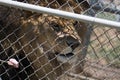 Caged Male Lion with a mane behind a fence waits for meat on a fork fed by a keeper & x28;Panthera leo& x29; Royalty Free Stock Photo