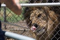 Caged Male Lion with a mane eats meat fed on a fork by a keeper through the fence. & x28;Panthera leo& x29;