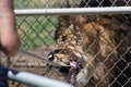 A caged male lion with a mane is fed meat on a fork by a keeper through a fence.