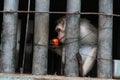 caged monkey, ad monkey behind bar caged monkey sniffing an apple, caged monkey with an apple ..Indian Hindu temple monkey, Hi