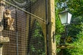 Caged monkey behind a metal fence in his cage looking outside and sitting on a pole Royalty Free Stock Photo