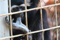 Caged monkey looks outside with thumb in mouth Royalty Free Stock Photo