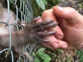 A caged monkey showing her trust by giving her hand to a human outside the cage Royalty Free Stock Photo