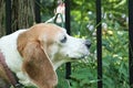 Beagle dog licks blade of grass through black fence