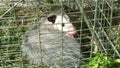 Caged possum Royalty Free Stock Photo