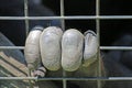 Caged primates hand Royalty Free Stock Photo