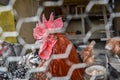 Caged rooster and hens in chicken coop. Close up of red rooster head on the traditional rural farmyard