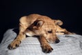 A caged sad dog lying down Royalty Free Stock Photo