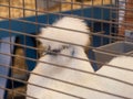 Caged silkie Royalty Free Stock Photo