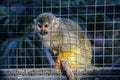 Caged squirrel monkey. Saimiri behind bars Royalty Free Stock Photo