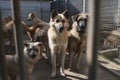 Caged stray dogs at a local kennel. Ai generated