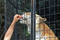Caged tiger being feed through cage