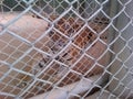 Caged Tiger Just Wants To Be Freed