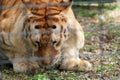 Caged tiger staring at ground Royalty Free Stock Photo