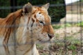 Caged tiger staring Royalty Free Stock Photo